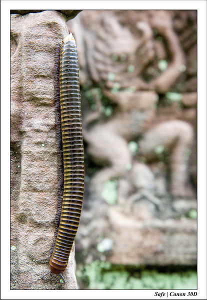 2006 - 07 - Temple angkor - Ta Som 35